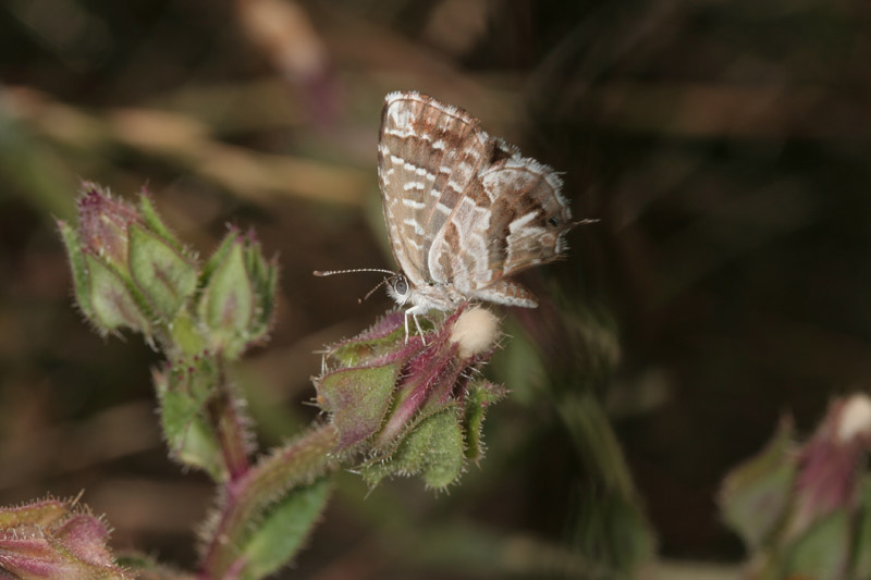 Cacyreus marshalli - Licenide